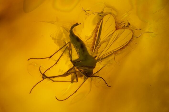 Fossil Fly (Diptera) In Baltic Amber #128346